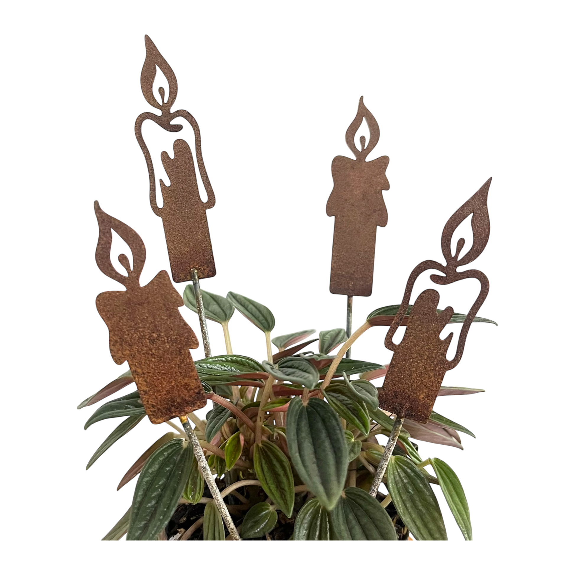 Velas de adviento (x4)